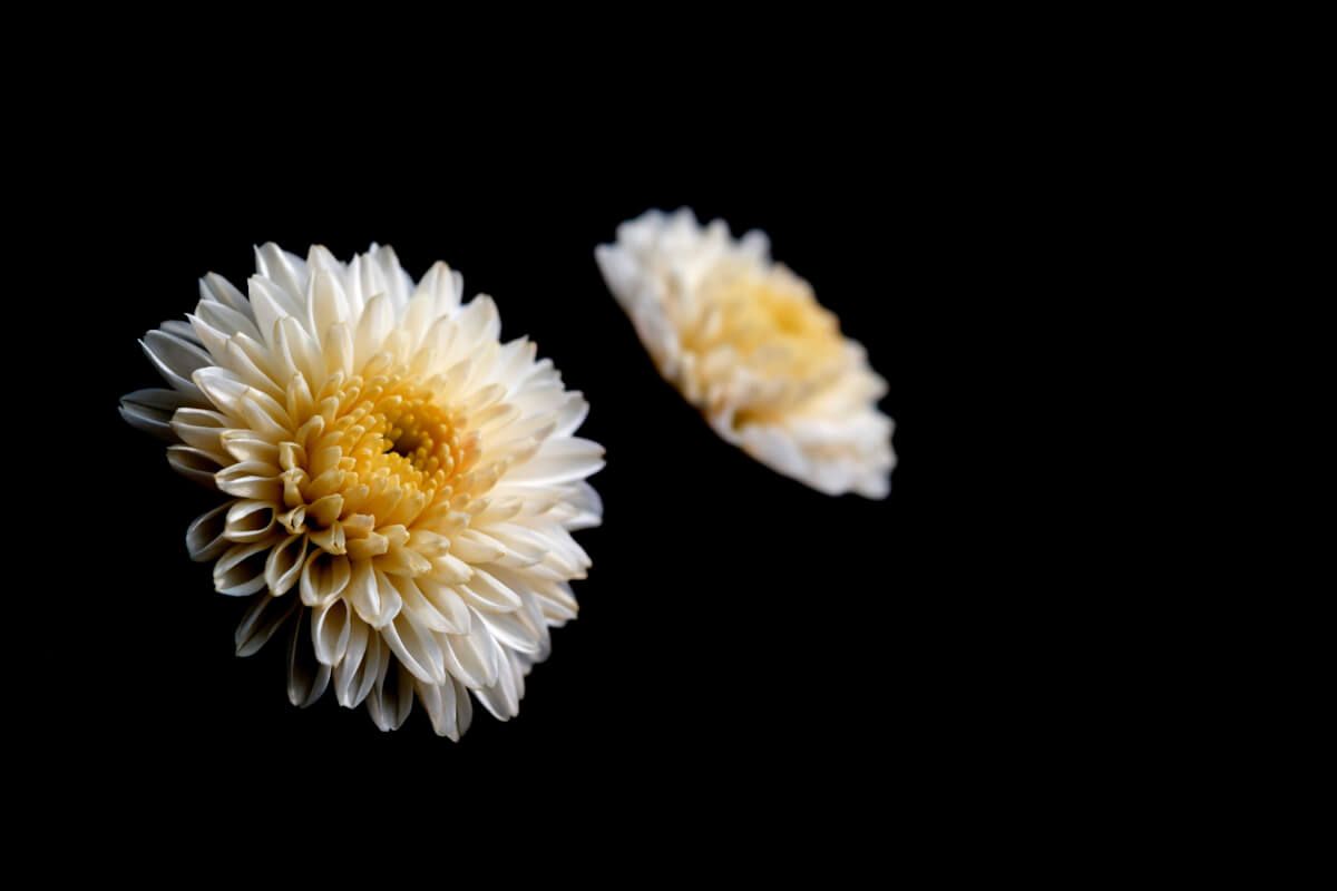 fresheasel's tweet photo. Two Chrysanthemums (2017) » https://t.co/r9n8DpR7jK #authentic #art https://t.co/DvQTyZLmI2
