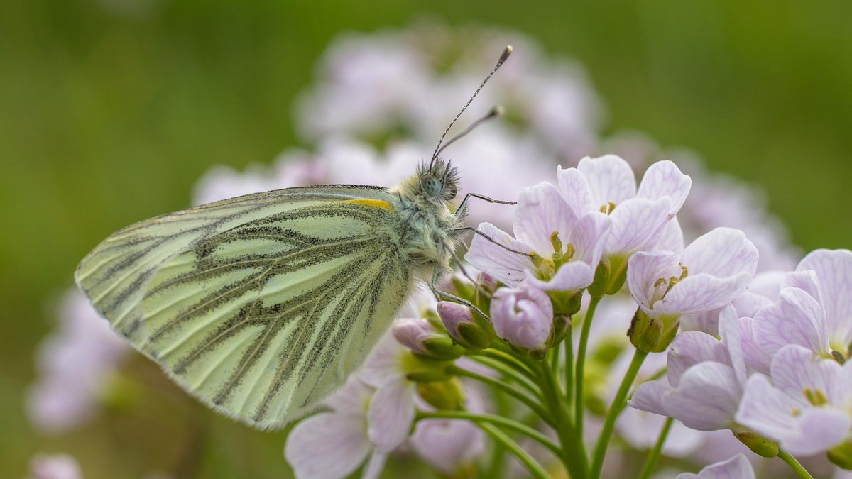 E_van_den_Ham's tweet photo. @NathalieNatuur Een kleine bijdrage in het wit:
Klein geaderd witje (#Pieris napi) op #Polei (#Mentha pulegium) en op #Pinksterbloem (#Cardamine pratensis) https://t.co/UJUIB53ZPb