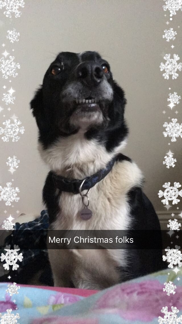 layoney's tweet photo. Have a Hollie Collie Christmas xxx @BCTGB https://t.co/oDheTYgfay