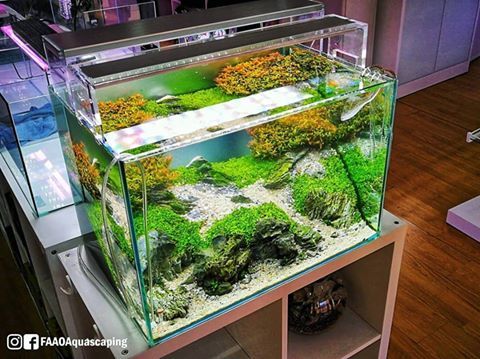 acuario3web's tweet image. Ecoarium 60x40x40h cm planted aquarium. #FAAO #Aquaflora #Aquascaping #planted #aquarium #aquatic #plant #freshwater #plantedtank #aquascape #plantedaquarium #Ecoarium