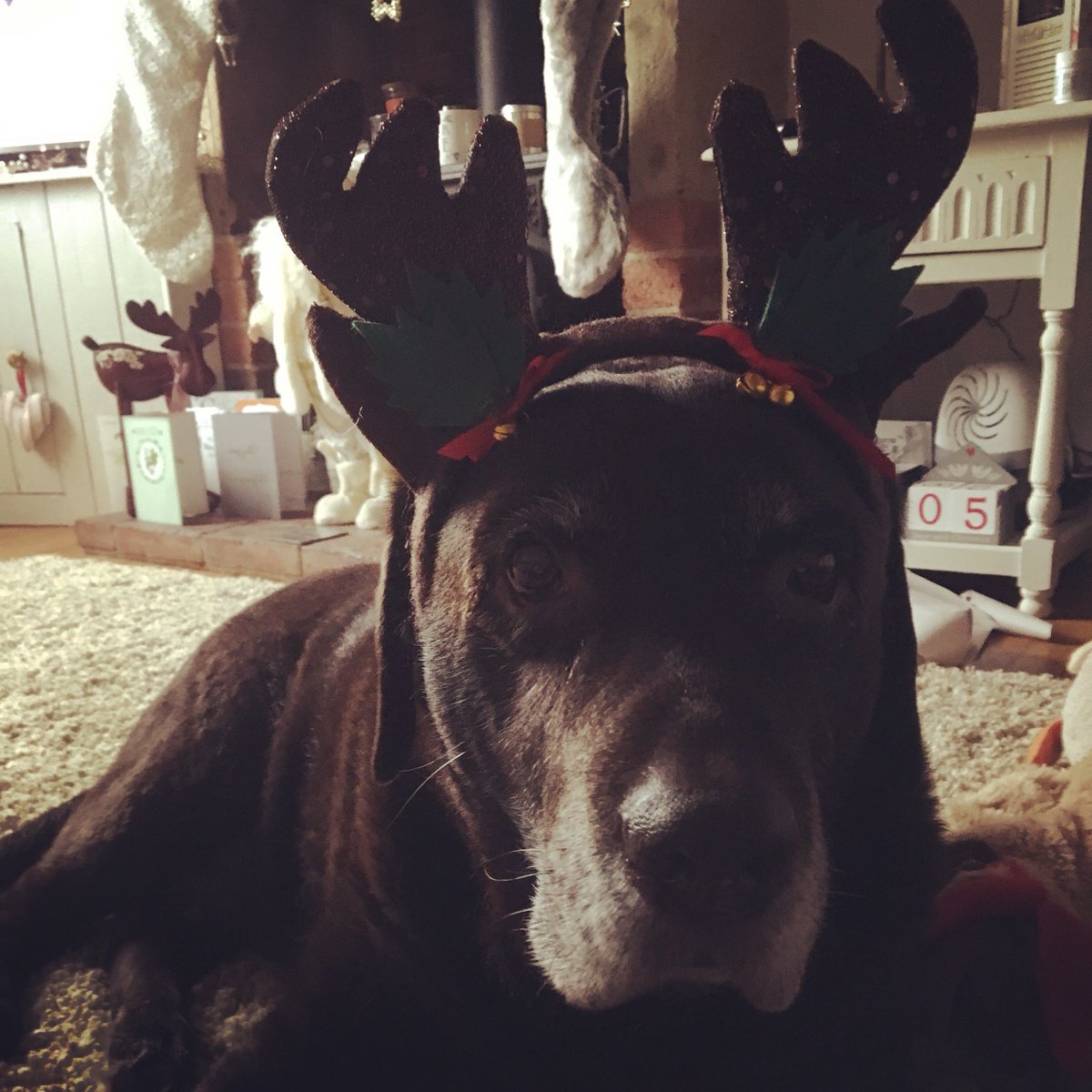 Christmas reindeer 😍❤️🎅🏽🎄