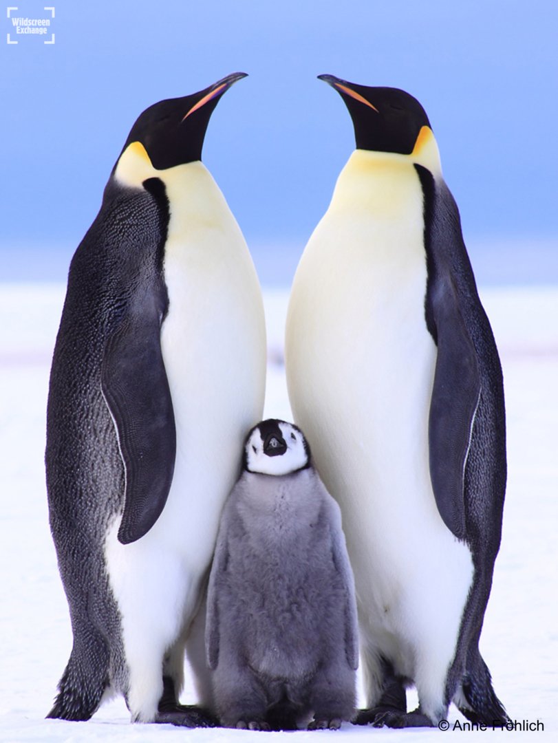It's #ChristmasEve and you know what that means.. family portrait time! Make yourself look as regal as possible for this is your chance to shine! 🌟📸
(They're not called Emperor penguins for nothing 👑🐧)

#POTD by Anne Fröhlich