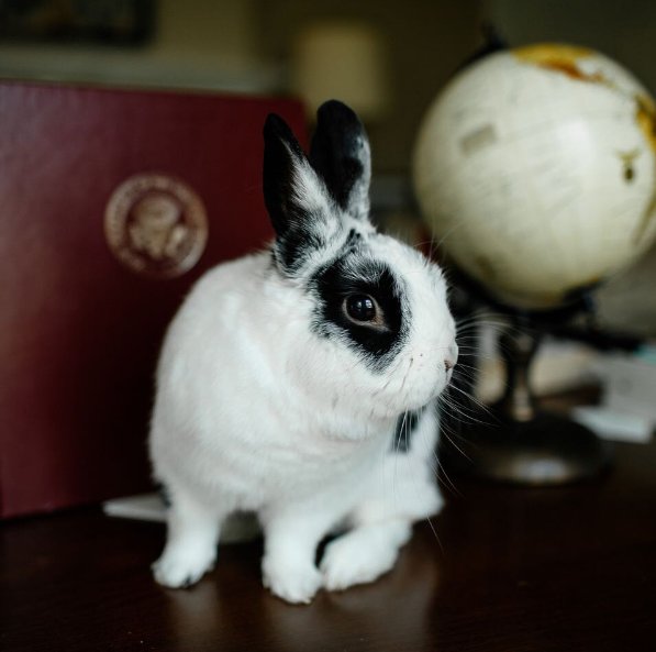 realMarlonBundo's tweet image. I started 2017 in my home state of Indiana and came to Washington DC in January on #AirForceTwo. 

Hasn't it been an amazing year for our country! Proud to be part of #MAGA. 

Share your #RabbitsOfChristmas pic below &amp;amp; check back to see them all.🐰🎄 

#MerryChristmas #PencePets