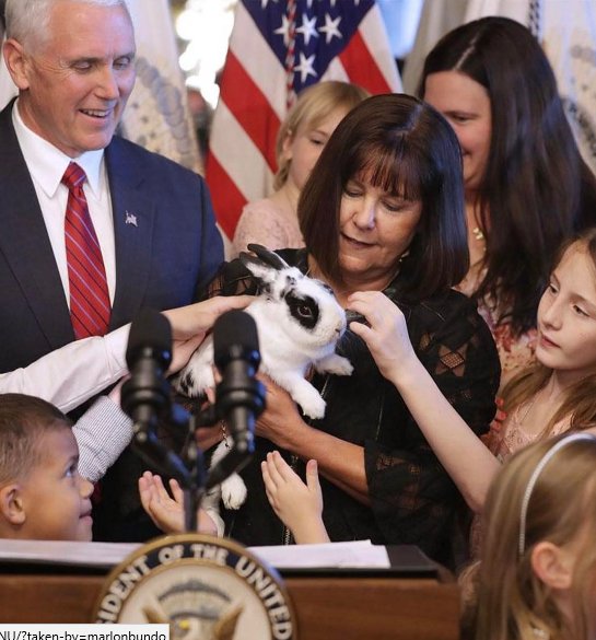 realMarlonBundo's tweet image. I started 2017 in my home state of Indiana and came to Washington DC in January on #AirForceTwo. 

Hasn't it been an amazing year for our country! Proud to be part of #MAGA. 

Share your #RabbitsOfChristmas pic below &amp;amp; check back to see them all.🐰🎄 

#MerryChristmas #PencePets