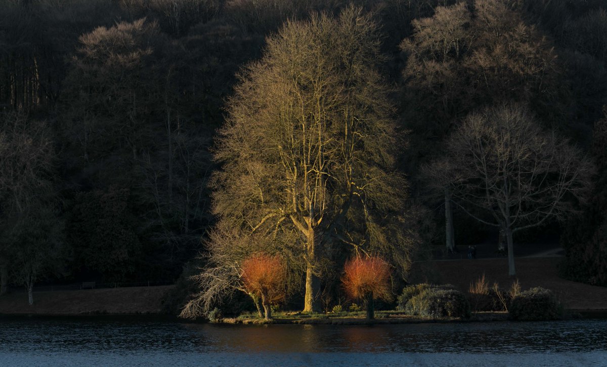 focalthingy's tweet photo. #stourhead, keeping the winter torches burning... #alwaysomething #winterscape #nationaltrust #wiltshire #mylocalhaunt #landscapephotography #lightandland #stormhour #timeforwiltshire #photographyblogger #treescape #trees #treelife #mere #wiltshirelife #visitmeretoo https://t.co/ioWwFLAQNt