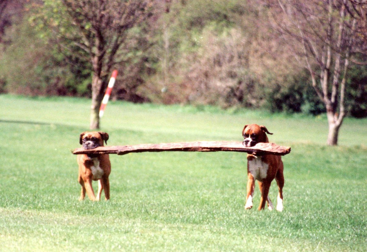 DB_Taurus's tweet photo. 1997, biggest they could find at the time! My terrific boy  #DuketheBoxer &amp; pal #RubytheBoxer #boxerdog #teamwork #memories #archives @BoxerDogUnion @BoxerBond @PetsNCritters @Boxersoftwiter https://t.co/I8gZrcCcw1