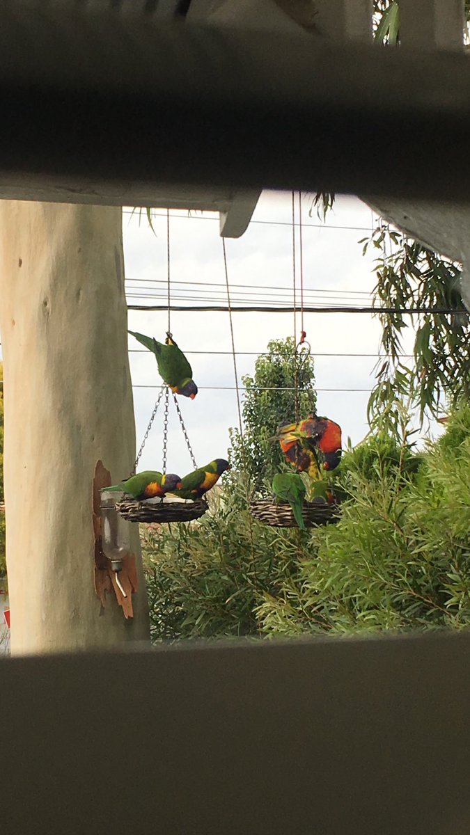 The Special Branch Arborist On Twitter Rainbow Lorikeets