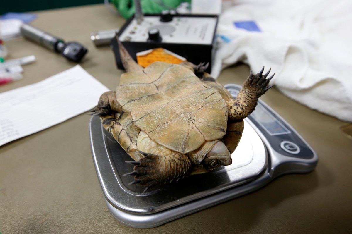 francineorr's tweet photo. UC Davis veterinarian sees some of the world's most exotic patients  https://t.co/PksyLUbRdR @TeresaWatanabe @ucdavis @SacramentoZoo @latimesphotos https://t.co/3fukKjTvj8