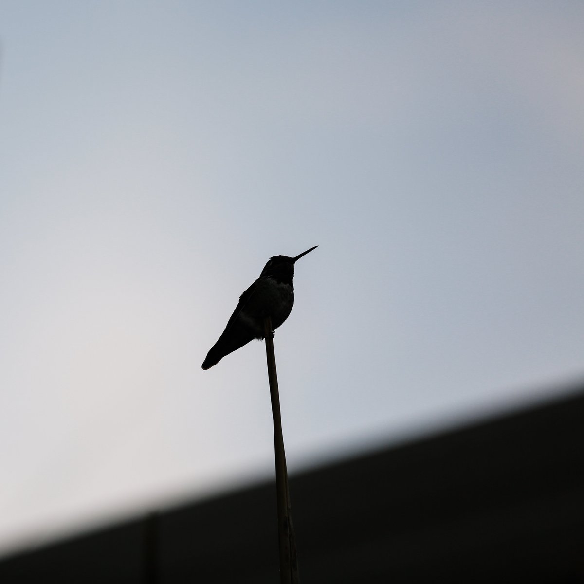 PonsMaite's tweet photo. FMS Photo a Day. Day 7: LIGHT (or lack thereof) #ishooteveryday #fmsphotoaday #light #lackoflight #californiawinter #hummingbird https://t.co/L7P3tJKP2g