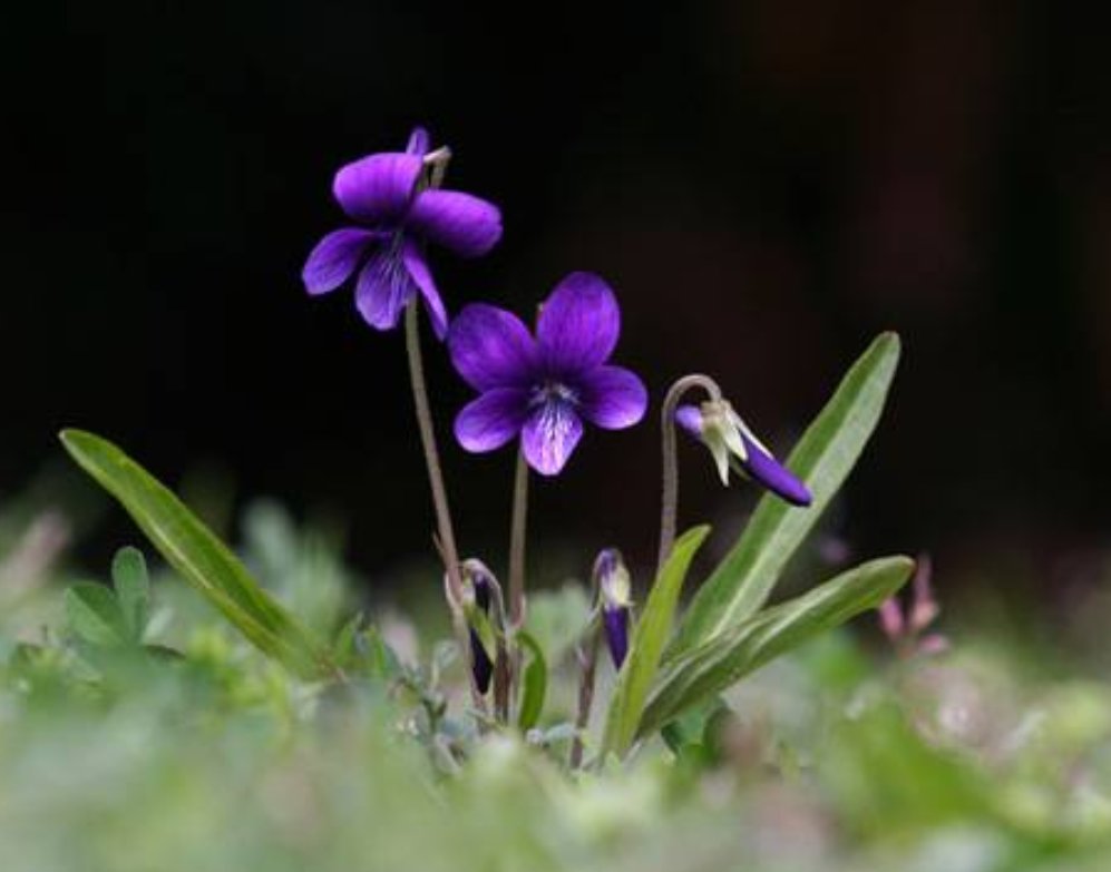 RT <a href="/naa_bi/">nabi</a>: [오늘 탄생화:1월 8일] Violet(Viola 보라색 제비꽃) 장수꽃' 씨름꽃'이라고도 불리는 다년초. 꽃말'사랑' 오늘 생일이신분들 축하드려요~