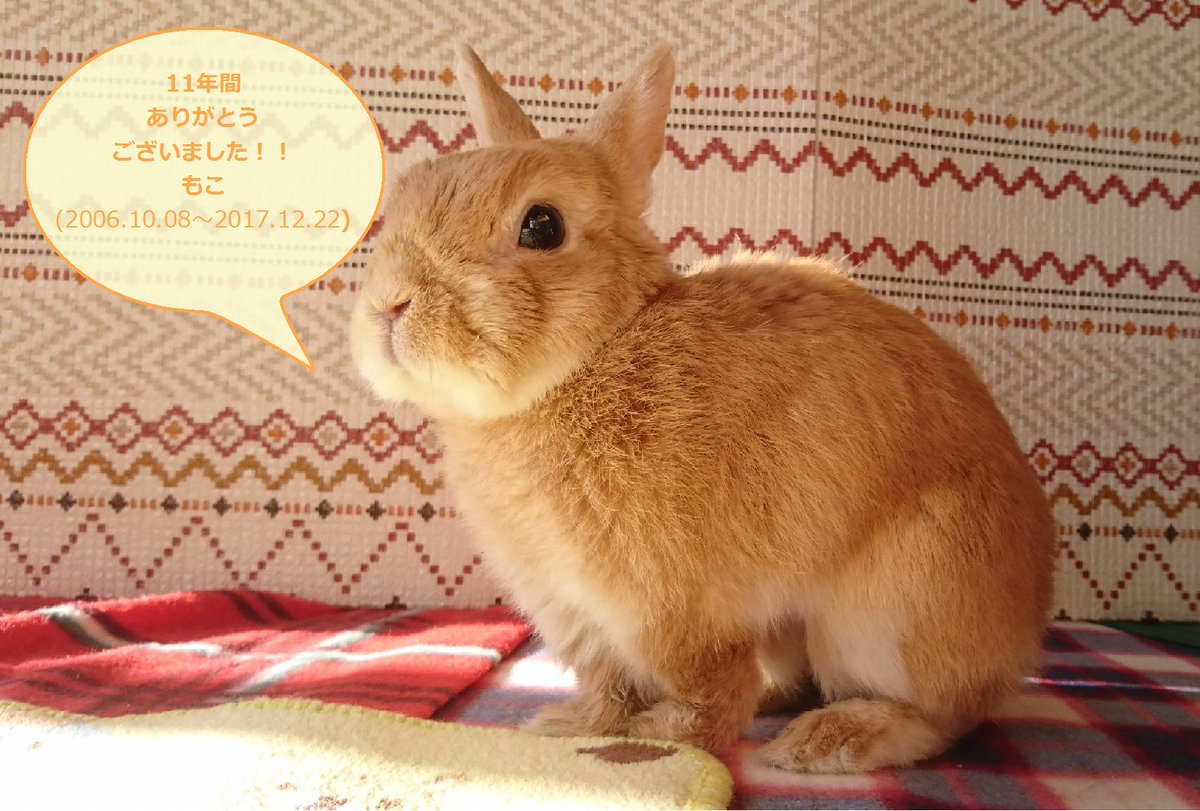 ぜいにくん tweet media