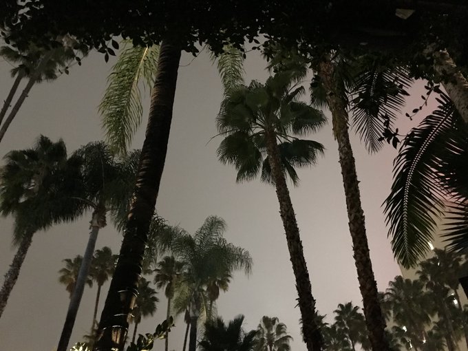 🌴 https://t.co/ytIJ124LaH