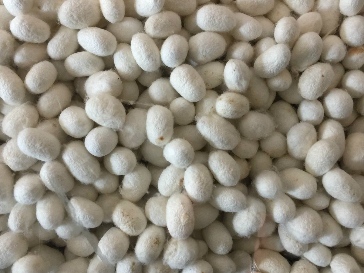 How many #silkworms to make a shirt? About 1000 (2000 for a dress).

#Suzhou #China #ImOnAnAdventure #travel #explore #TravelTuesday #Vacations #wanderers #travelling #photography #PhotoOfTheNight #travelblog #journey #havebagwilltravel #sundaythoughts