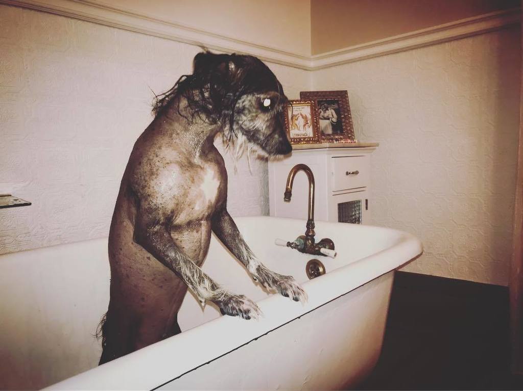 michaellitt's tweet photo. Long overdue bud. 🐩🐀🦍 #wetdogsofinstagram #chinesecrested https://t.co/SRflS3HnQP https://t.co/5Sd0Zks2LJ