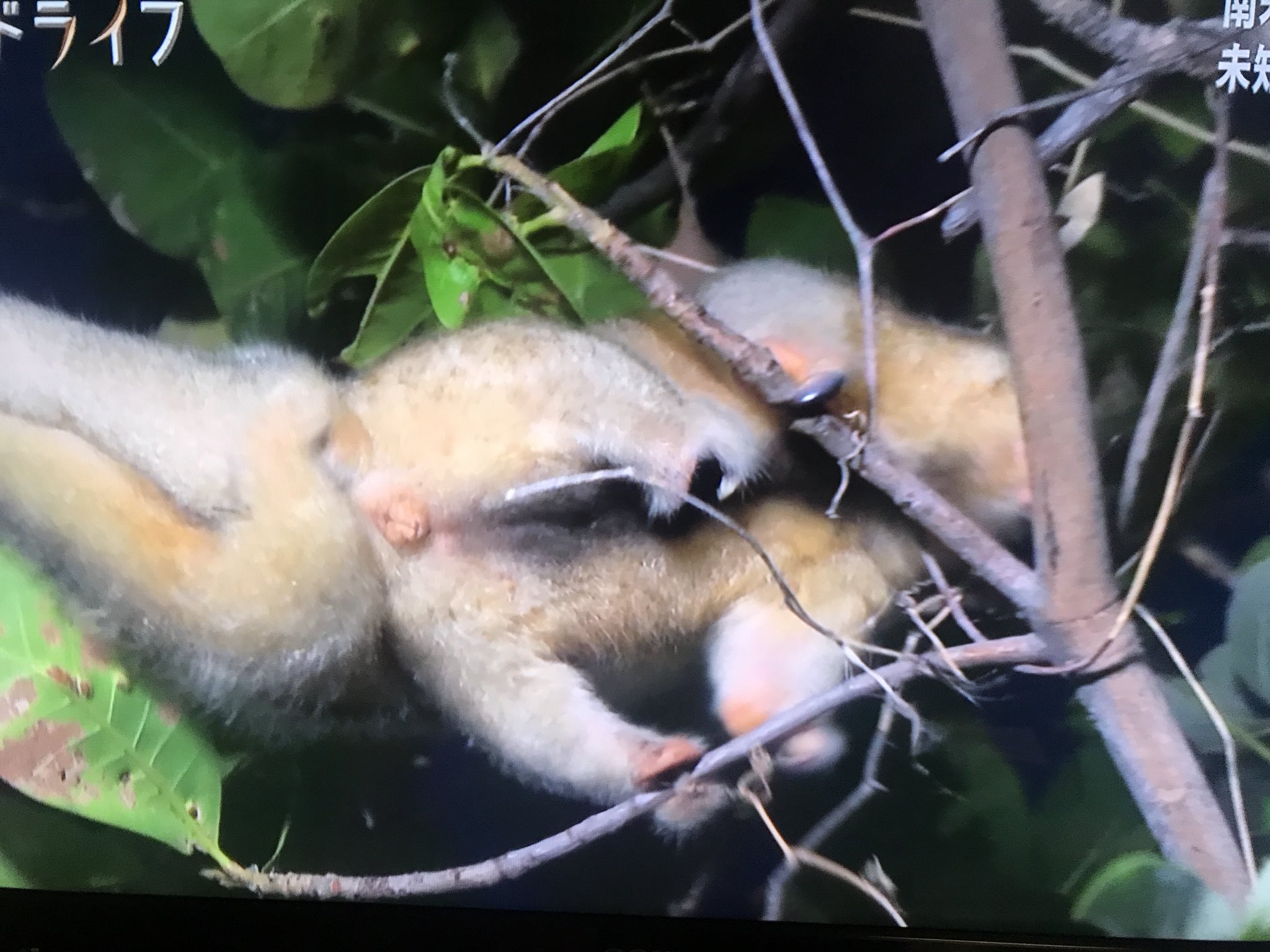 うさふー ワイルドライフ ヒメアリクイなにこれー かわいい ヒメアリクイかわいい