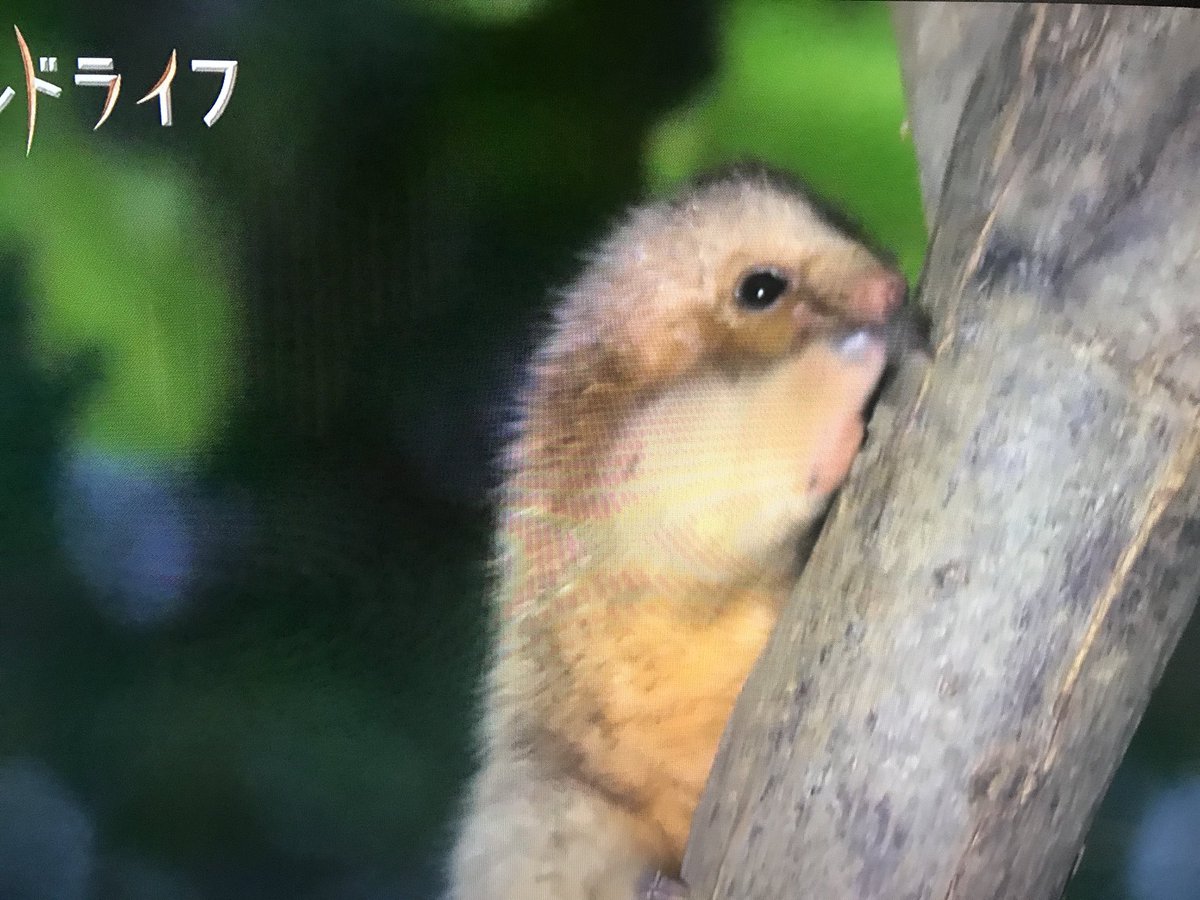 うさふー ワイルドライフ ヒメアリクイなにこれー かわいい ヒメアリクイかわいい