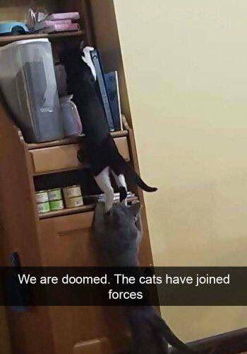ThePhilosopurr's tweet photo. The cats have become organized... world domination is within sight...
- first sign of the #Catocalypse
#CatsOfTwitter https://t.co/QhYeI1wwhl
