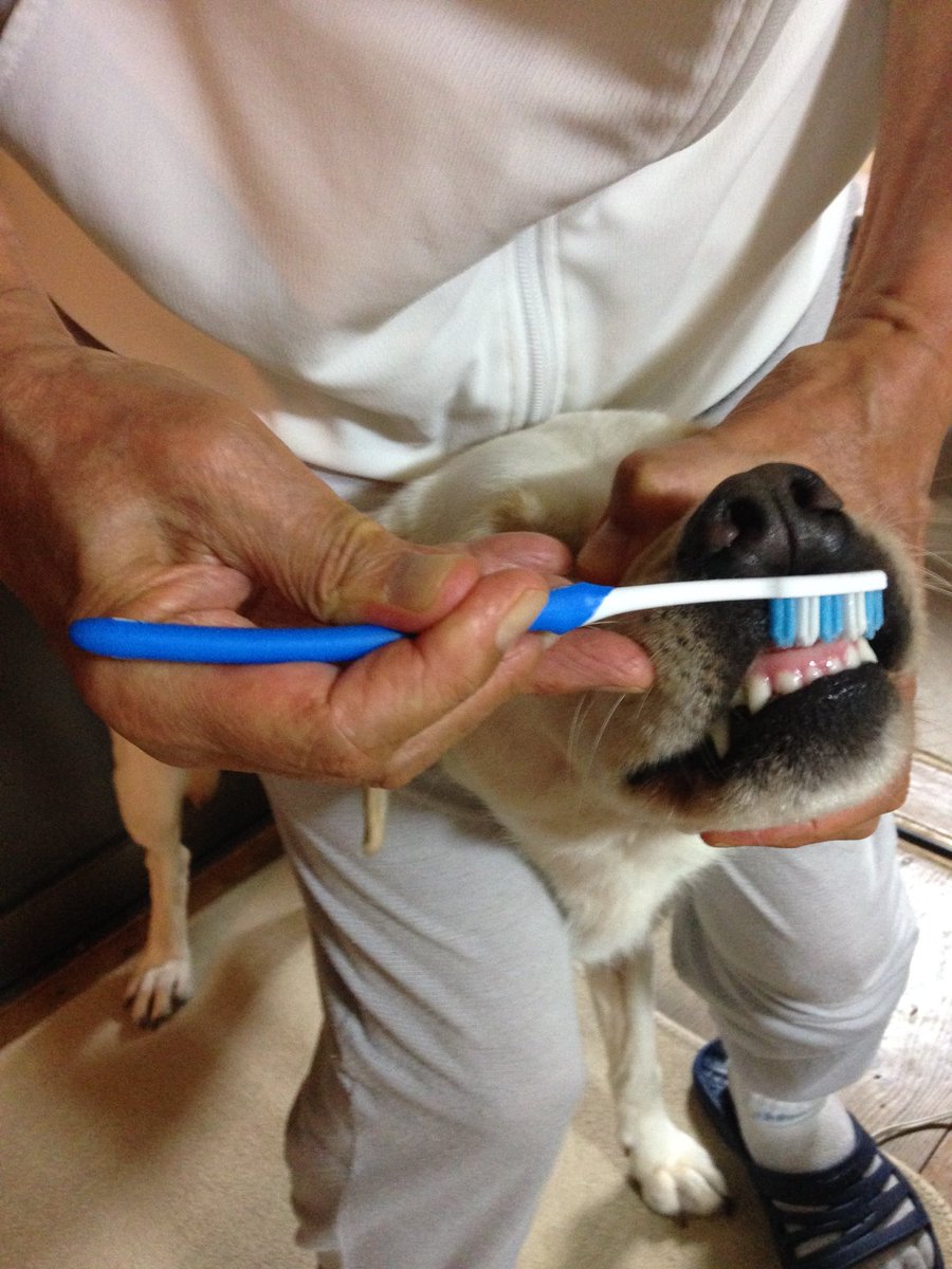 Simon Sin 動物は虫歯になるんですか 犬は虫歯になることがあるから歯を磨いたほうがいいんだゾ 冬休み子ども科学電話相談