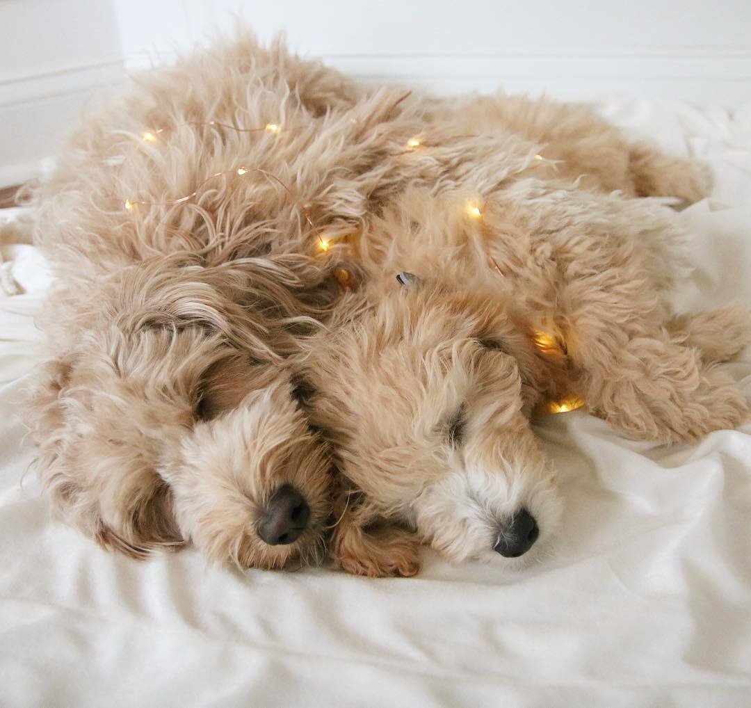 Winter is in full swing! Check out our tips on how you can prepare your pets for the winter weather here: solidgoldpet.com/prepare-pet-co…