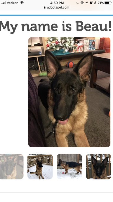 I&rsquo;m not looking up adoptable dogs at all https://t.co/IRrkMQuSP6