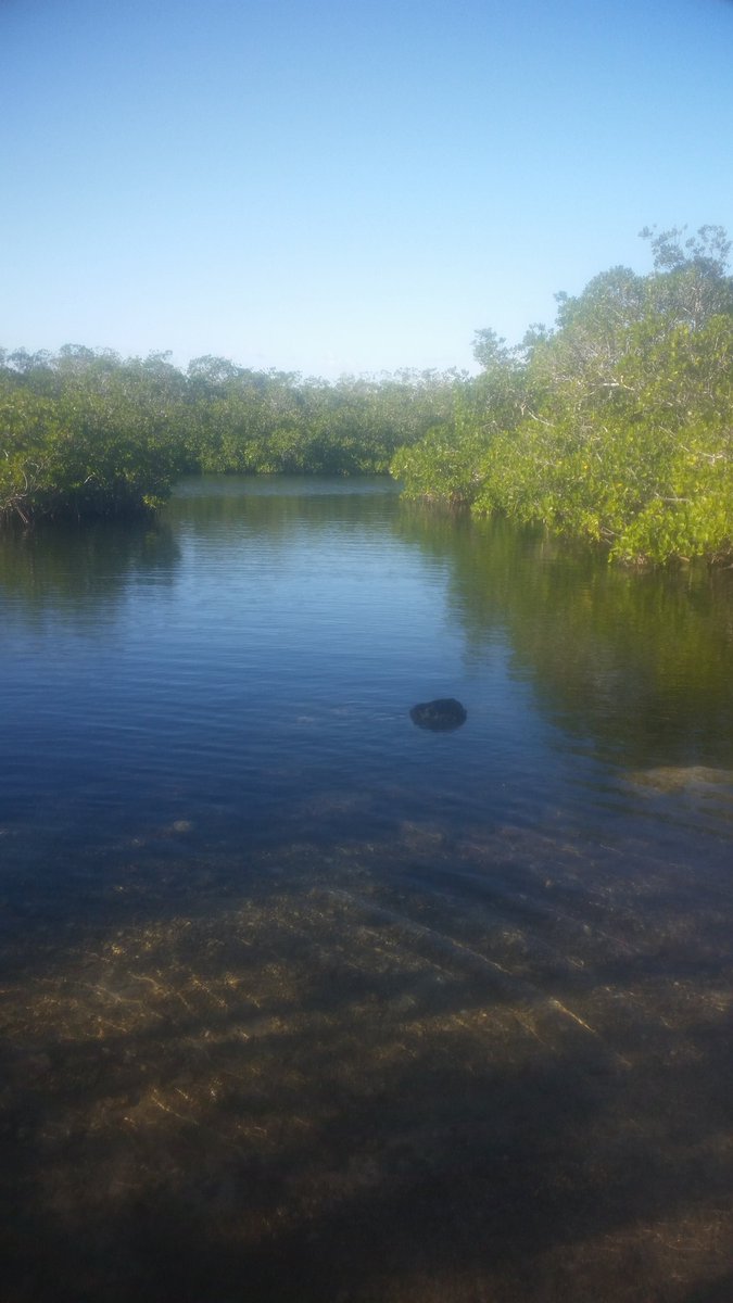 UniqueDiving's tweet photo. Peaceful day on the water kayaking. #kayaking #watersports #divers #tankless #diving #snorkeling #lobsters#FloridaKeys #Tavernier #KeyLargo #fishing #divingcertification #boating #sunbathing #divecharter #FLKeys #coralreef #divingtrip #Islamorada https://t.co/239bKfMY1i https://t.co/4dnFbatLsN