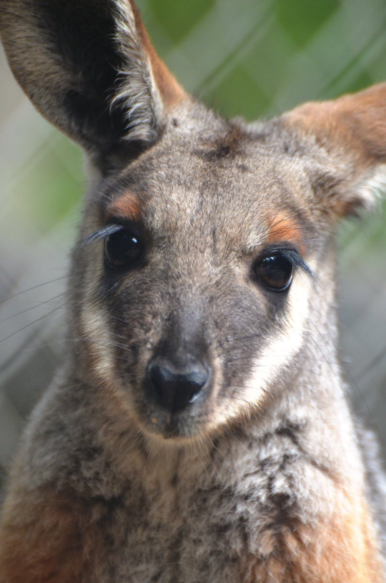 TonjaCandelaria's tweet photo. Yellow-footed Rock Wallaby @SacramentoZoo showing off her gorgeous eyelashes. https://t.co/Sso2fr3ImD