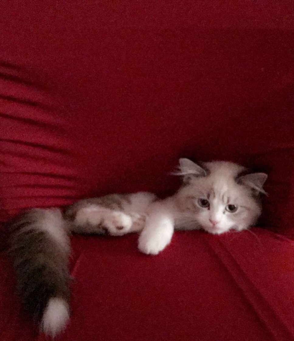 sunrise85lady's tweet photo. #ูุทุท_ู
ูููุฏุฉ
#missing_cat
#ุงุนูุงู_ุญููุงูู_ุงูู
ูููุฏ
ูุท ุฐูุฑ ู
ูููุฏ ูู#ุฌุฏุฉ ู
ู ููู
ูู ูู ุญู ุงูู
ุฑูุฉ ุงูุฑุฌุงุก ูู
ู ูุฌุฏู ุงุจูุงุบู . https://t.co/KjFGiUv5Rw