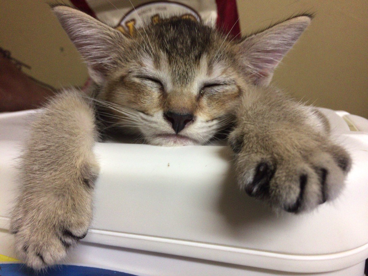 あっふぁーω@金曜日はにゃんたま倶楽部✨ω✨ tweet media