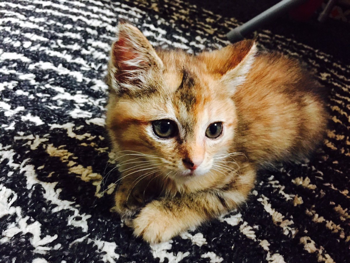 あっふぁーω@金曜日はにゃんたま倶楽部✨ω✨ tweet media