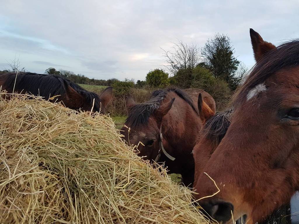 kerenlarkinire's tweet photo. 4 heads in the hay in the hilux this morning. Too impatient to wait for us to drop it off for them
#4horses #retiredracehorses #broodmares #thoroughbredsofinstagram #knockieran #molinero #fathermelvin #unnamedmare #happyhorses #goodhay https://t.co/OGmVsJKc6x