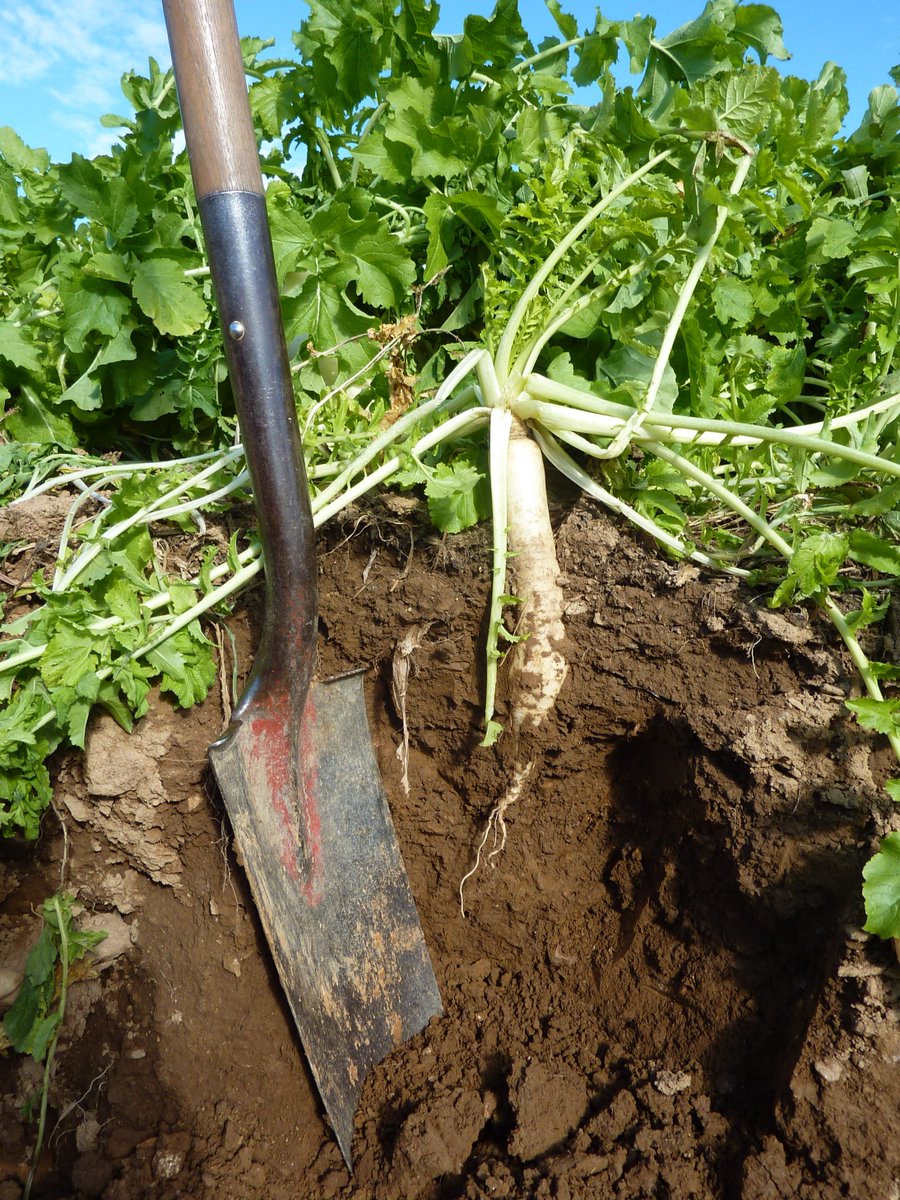ForrestalPJ's tweet photo. Cover crops keep our valuable and living #soil healthy, safe and active out of the main growing season. They use sunlight energy to capture #C and drive up take of nutrients including #N #P #K which are carried forward for the next crop https://t.co/yiVytavXaU