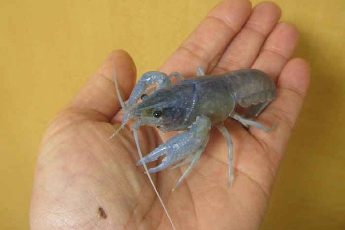 Morimaki 水色のザリガニが我が家にやってきた この９年間で企画参加者の方と一緒に４万匹以上のアメリカザリガニ を捕ってきましたが ブルー系ザリとの出会いは これで３回目 数万匹に１回って感じ ただし エサで色が変わりやすいので 意図的に青く