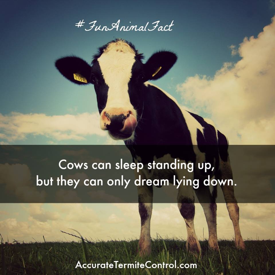 AccurateTermite's tweet photo. #FunAnimalFact
Cows can sleep standing up, but they can only dream lying down. https://t.co/vEuuyJZb3h