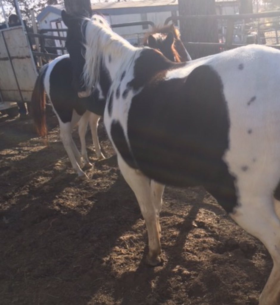 DinaAlborano's tweet photo. Since New Year's Eve day, it's been non stop with the rescues and I just want everyone to know that whether it was a Retweet, ONE dollar, MANY dollars or a DM saying it's going to be ok, YOU ALL mean the world to me and these rescues. I thank you all for giving LIFE every day🐎💕 https://t.co/YQ5ZGodHeq
