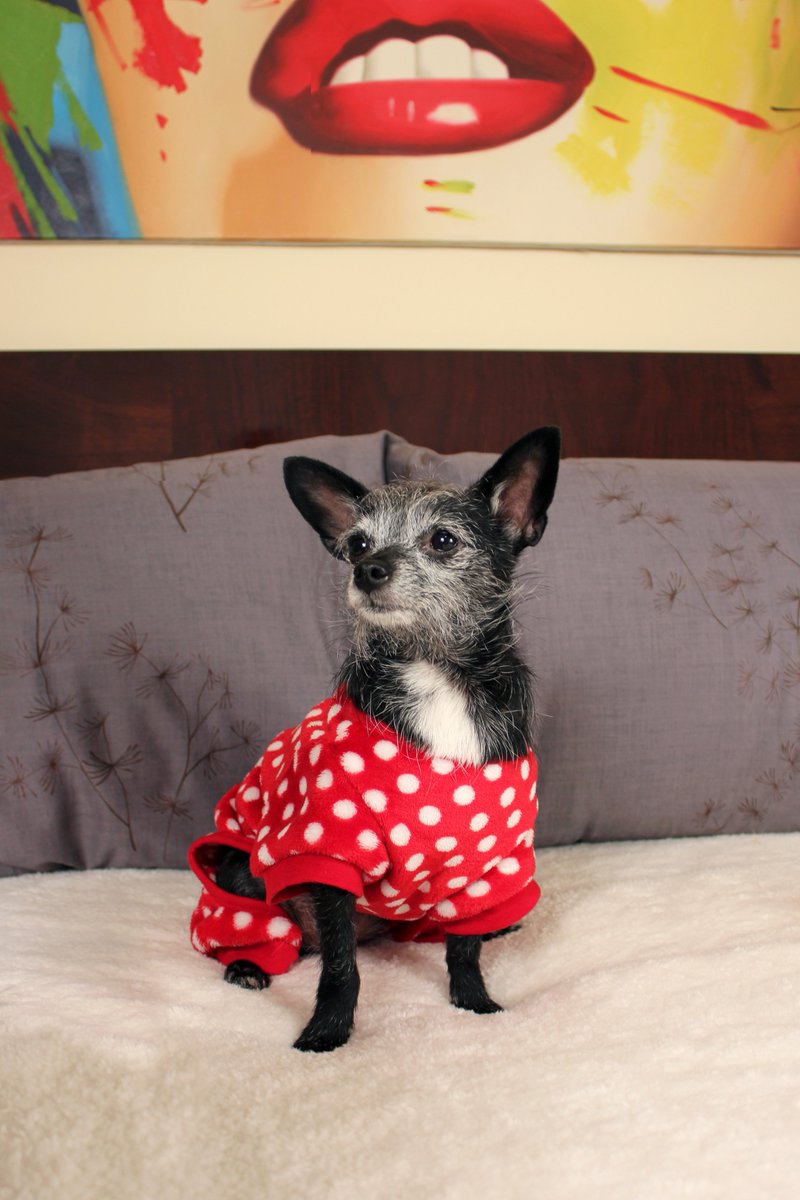 SherpaSheets's tweet photo. Another cute shot from the #puppies photoshoot yesterday... #cozyhome #snuggles https://t.co/dbYpCdaowE