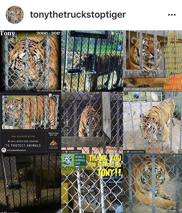 TonyTiger2000's tweet photo. For Tony via @FreeTonyTiger #2017best9 #2017bestnine #2017bestnineinstagram #tiger #tigers #captivetigers #FreeTonyTiger #TonyAlways https://t.co/H0lQq4EUQF