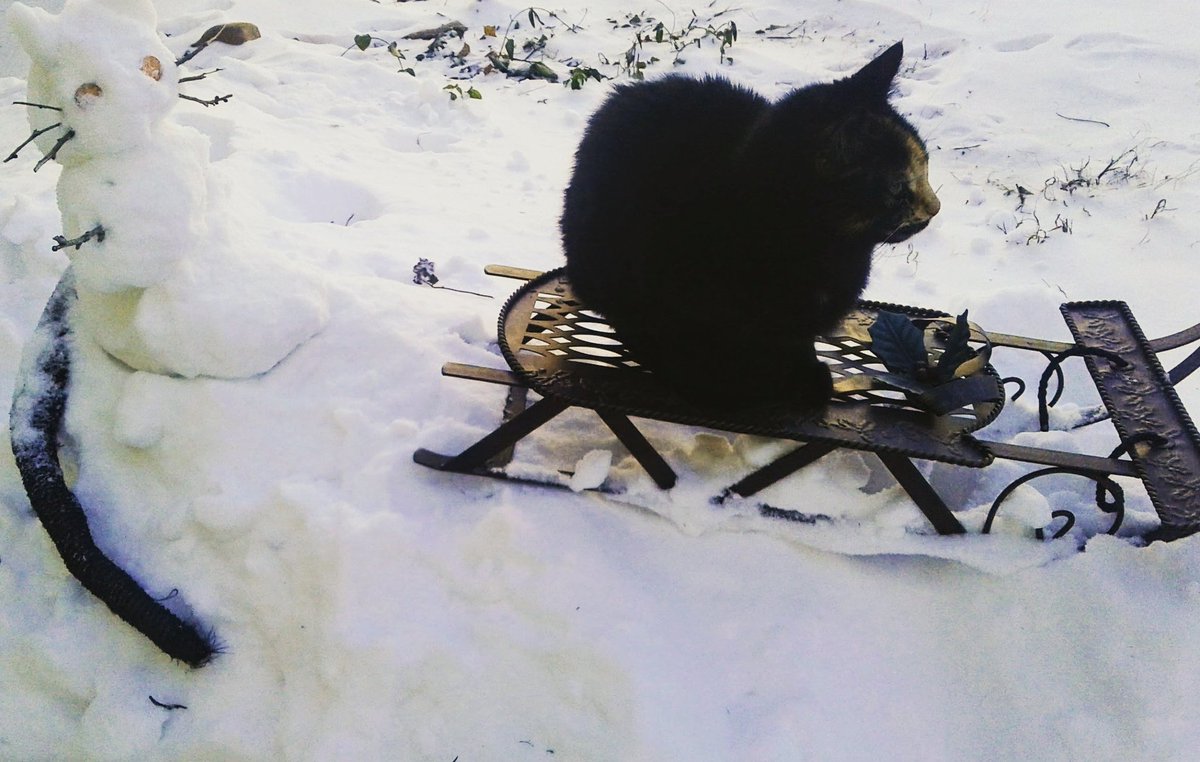 Maxcattrax's tweet photo. Do you wanna build a snowman...erm...kitten? #snowday2018 #cute #WinterIsHere #cat #kitten #snowday #snow #Snowmageddon #Snowmageddon2018 #snowman https://t.co/rqs6I31tOF