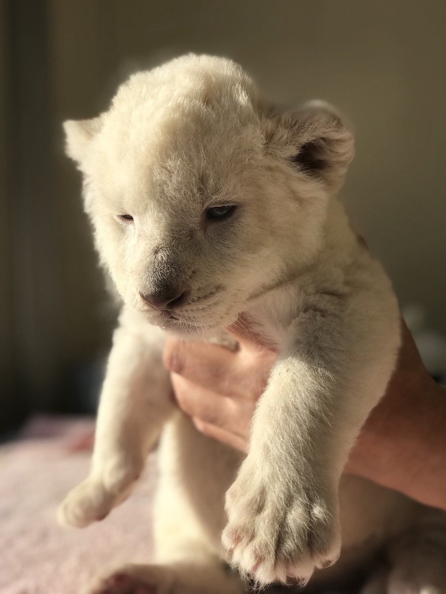 まや かわいい ホワイトライオンの赤ちゃん 動物癒される