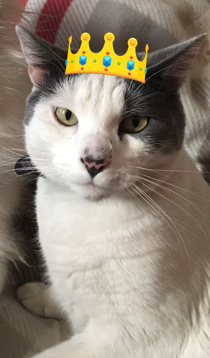TheBaxterCat's tweet photo. Mom keeps asking me where Baxter is. I’ve no effing idea where he buggered off to. Besides, now Raven isn’t being bullied and I’m King. 👑 Why fix what ain’t broken? #LongLiveTheKing https://t.co/K0vAvFctGu