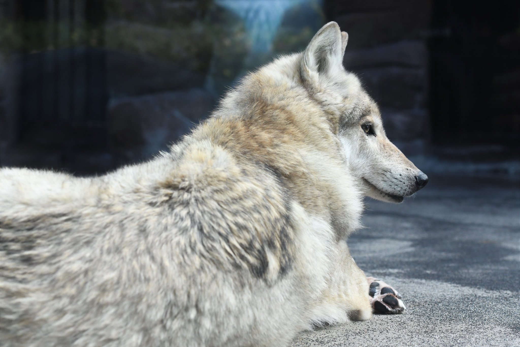 空白寺 横顔かっこいい 天王寺動物園 チュウゴクオオカミ