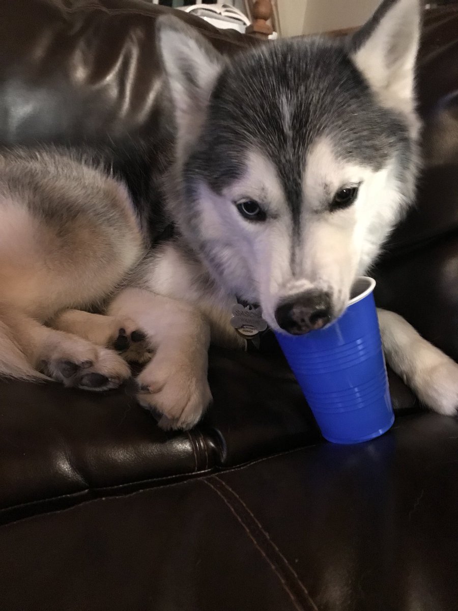 TrueFauxFacts's tweet photo. Come on everyone the #RedCup has had its day. It’s time for the #Bluecupmovement ❗️❗️❗️❗️❗️❗️❗️❗️❗️❗️❗️❗️#Huskies #DogsOfTwitter #Dog #DogsofStAugustine #StAugustine @sascha_fierce https://t.co/EV3myGMpMJ