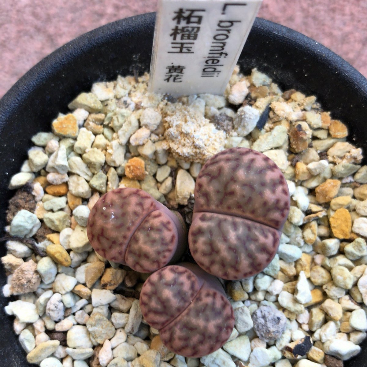 カブトガニジョン على تويتر Lithops Bromfieldii Var Bromfieldii C279 リトープス 柘榴玉 綺麗な模様ですが 嫁さんは気持ち悪いと言います 多肉植物 リトープス Succulent Lithops Bromfieldii 柘榴玉 T Co Gbso0kmi1o