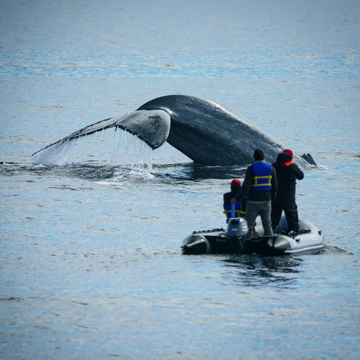 WildChileTV's tweet photo. 📺 ATENCIÓN: Repetición de #WildChile, cada Sábado a las 9:00 am por las pantallas de @chilevision.
Sab 6 Enero: Cap 2 / El Soplo del Gigante. 🎥🇨🇱🐋
@CNTVChile @WWFChile https://t.co/0vzoV4LITA