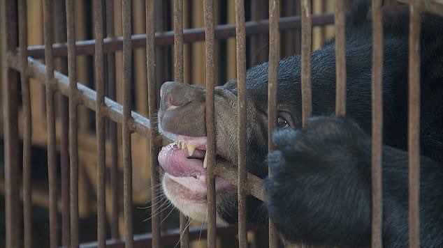 Caged animals