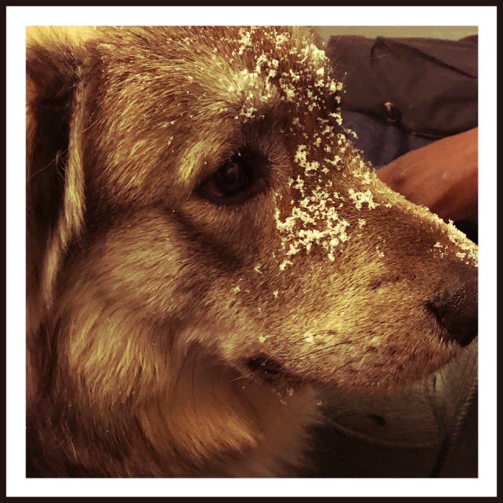 librawomen's tweet image. Make sure your pets are warm too...
Our Snow Dog Triton.... he loves it ❄️❄️❄️