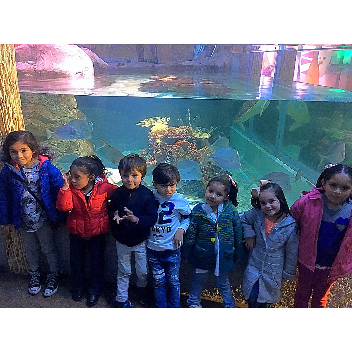 LChristianAc's tweet photo. Nuestro primer #fieldtrip fue al Acuario! Aprendimos muchísimo! 🐠🐢🐟🐙🐡 
#ACEstudents #ACEschool https://t.co/2elvTNmI6k