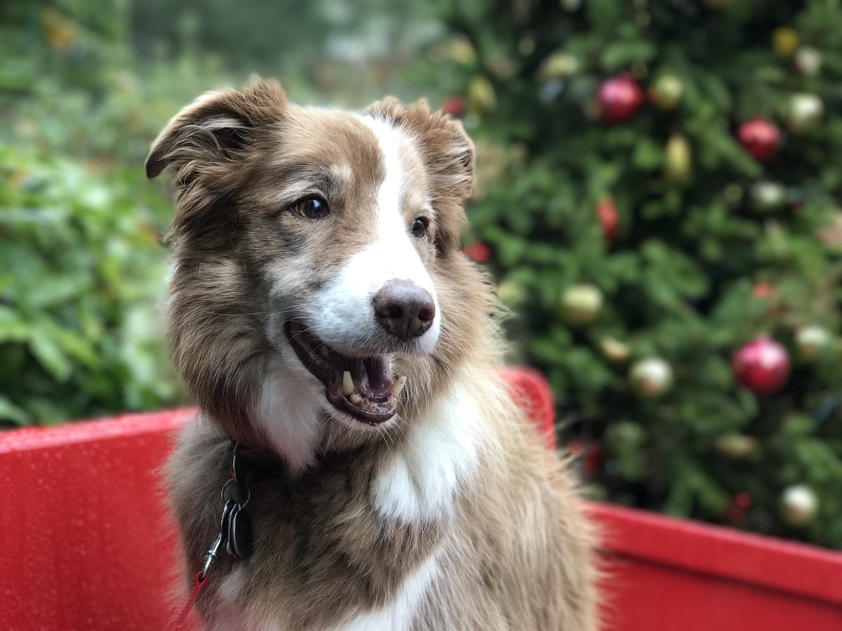 RedDogFinn's tweet photo. Even our fur babies can't get enough of @butchartgardens #ButchartChristmas #yyj https://t.co/rNSjwzP0Bc