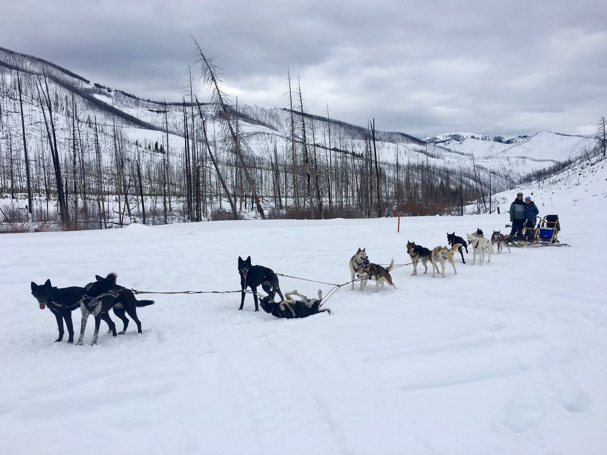jhbozemanhealth's tweet photo. Hey @BozemanHealth! Hoping your new year is off to a great start and you’re living a #outdoorhealthylife this winter. My first dog sledding experience in paradise valley....amazing! https://t.co/ynpSHOrzXL