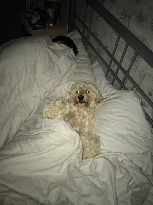 Me and my boy are always napping🤷&zwj;♂️ https://t.co/eB0vWby2v9<a href="/tag/imaceleb"class="tags"><span>#imaceleb</span></a>