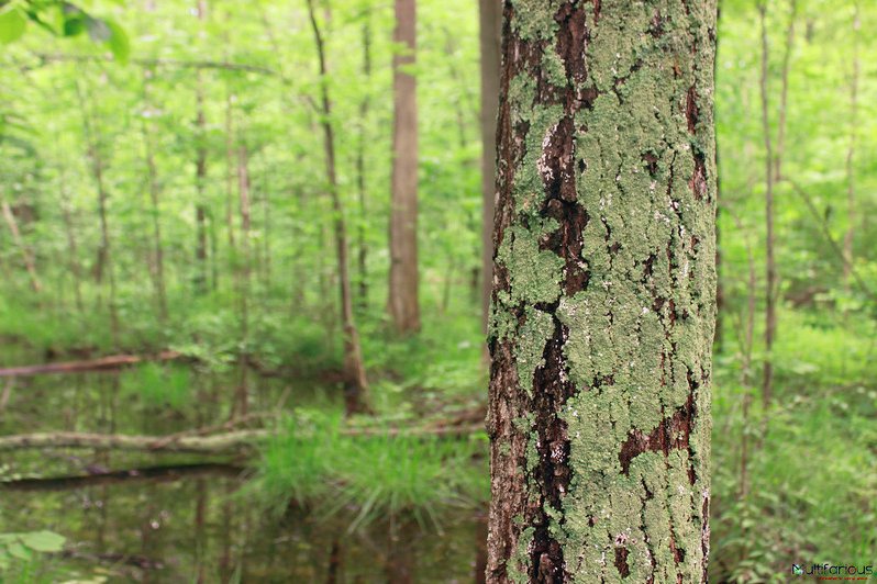 multi7Arious's tweet photo. Everything Green
Category : Nature/Places ; 
Photo By : A.M.
Location : Dayton, OH, USA
More Info --> https://t.co/TwUOv2loXS
#parks #greenary #forest #jungle #hikeroute #everythinggreen #naturephotography 
#green #trees #peace #countries #photography #cultures #globalPhotos https://t.co/TQ8FvlhrtX